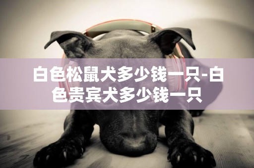 白色松鼠犬多少錢一只-白色貴賓犬多少錢一只