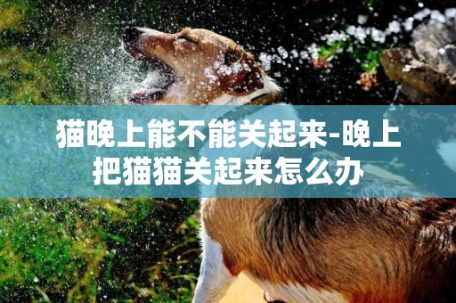 貓晚上能不能關起來-晚上把貓貓關起來怎么辦
