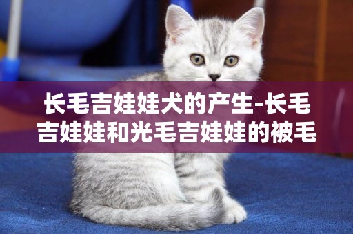 長毛吉娃娃犬的產生-長毛吉娃娃和光毛吉娃娃的被毛養護