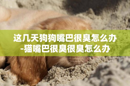 這幾天狗狗嘴巴很臭怎么辦-貓嘴巴很臭很臭怎么辦