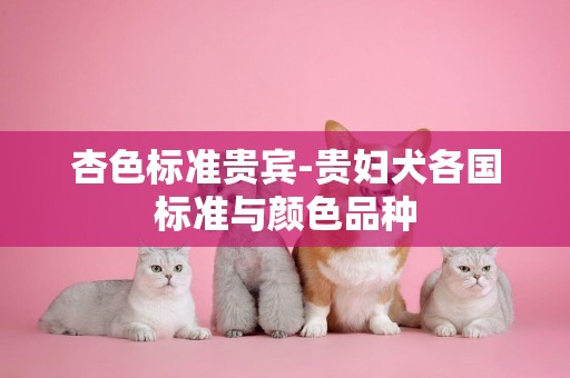 杏色標準貴賓-貴婦犬各國標準與顏色品種