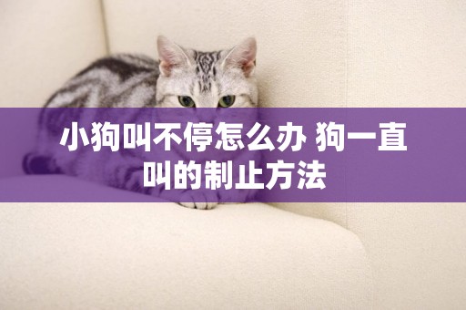 小狗叫不停怎么辦 狗一直叫的制止方法