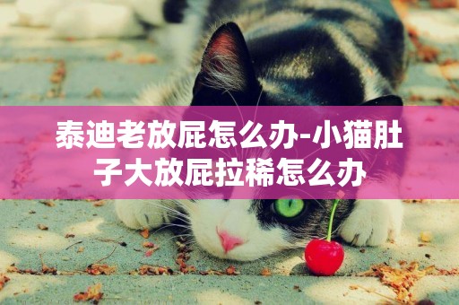 泰迪老放屁怎么辦-小貓肚子大放屁拉稀怎么辦