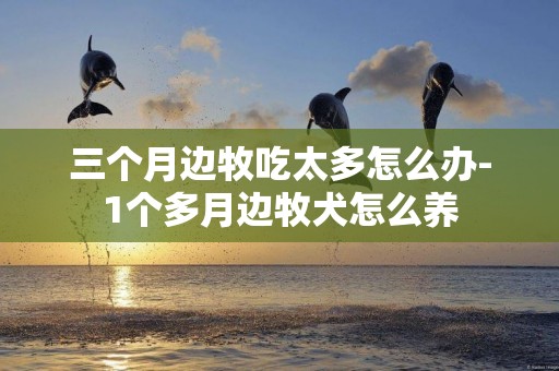 三個月邊牧吃太多怎么辦-1個多月邊牧犬怎么養