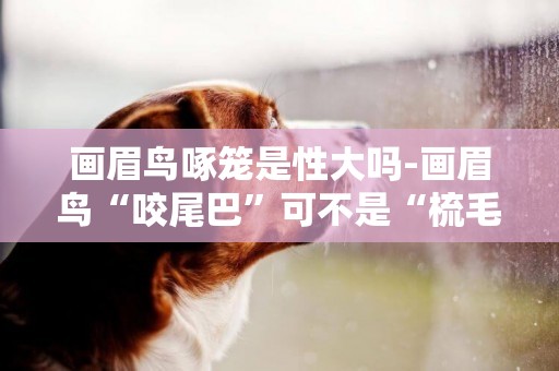 畫眉鳥啄籠是性大嗎-畫眉鳥“咬尾巴”可不是“梳毛”
