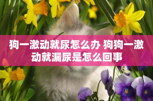 狗一激動就尿怎么辦 狗狗一激動就漏尿是怎么回事