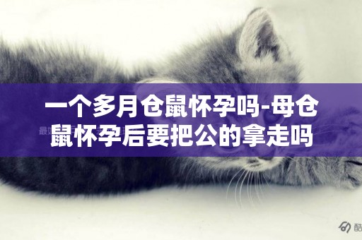 一個多月倉鼠懷孕嗎-母倉鼠懷孕后要把公的拿走嗎