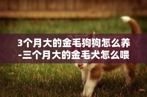 3個月大的金毛狗狗怎么養-三個月大的金毛犬怎么喂養