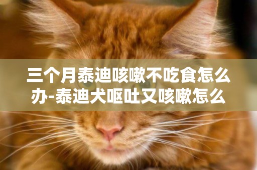 三個月泰迪咳嗽不吃食怎么辦-泰迪犬嘔吐又咳嗽怎么辦
