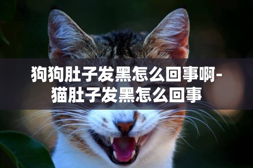 狗狗肚子發黑怎么回事啊-貓肚子發黑怎么回事