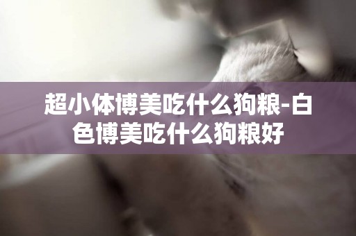 超小體博美吃什么狗糧-白色博美吃什么狗糧好
