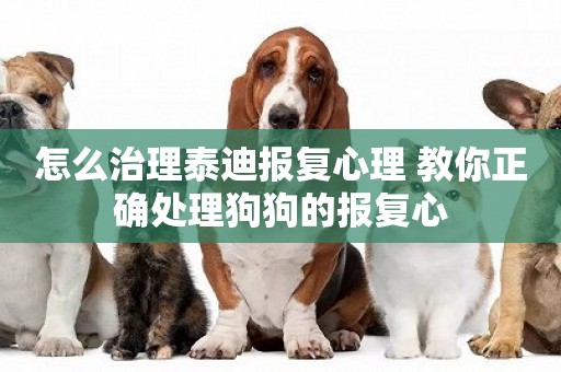 怎么治理泰迪報復心理 教你正確處理狗狗的報復心