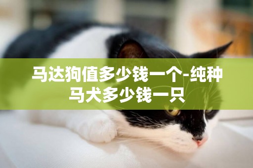 馬達狗值多少錢一個-純種馬犬多少錢一只