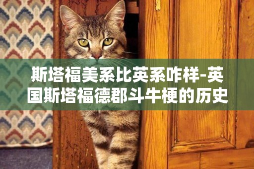 斯塔福美系比英系咋樣-英國斯塔福德郡斗牛梗的歷史