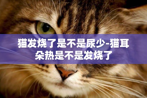 貓發燒了是不是尿少-貓耳朵熱是不是發燒了