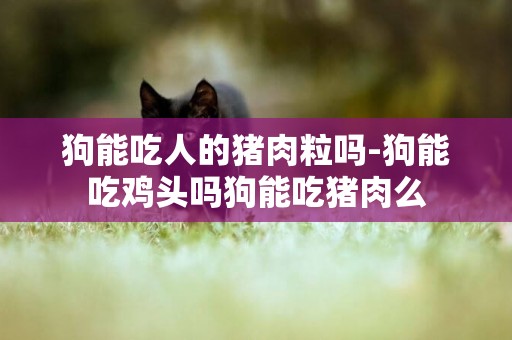 狗能吃人的豬肉粒嗎-狗能吃雞頭嗎狗能吃豬肉么