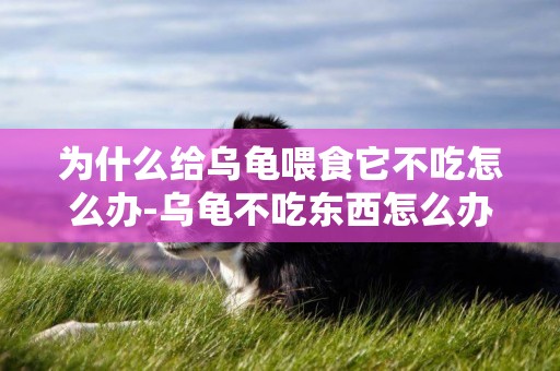 為什么給烏龜喂食它不吃怎么辦-烏龜不吃東西怎么辦