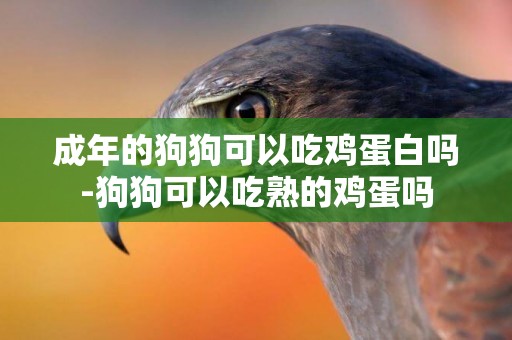 成年的狗狗可以吃雞蛋白嗎-狗狗可以吃熟的雞蛋嗎