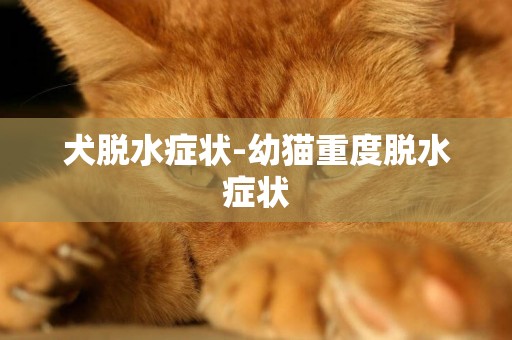 犬脫水癥狀-幼貓重度脫水癥狀