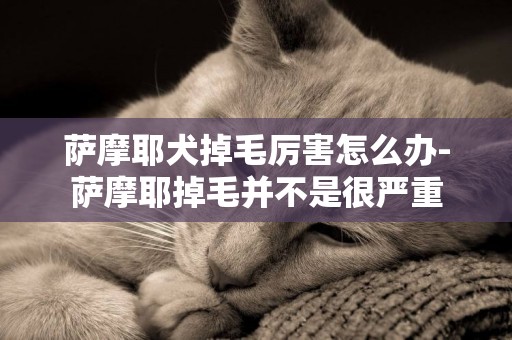 薩摩耶犬掉毛厲害怎么辦-薩摩耶掉毛并不是很嚴重