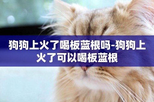 狗狗上火了喝板藍根嗎-狗狗上火了可以喝板藍根