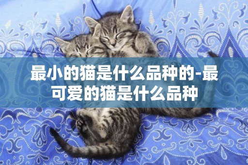 最小的貓是什么品種的-最可愛的貓是什么品種
