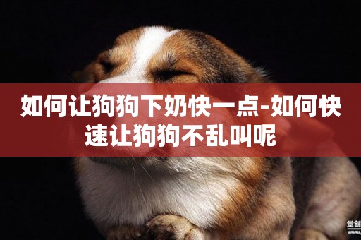 如何讓狗狗下奶快一點-如何快速讓狗狗不亂叫呢