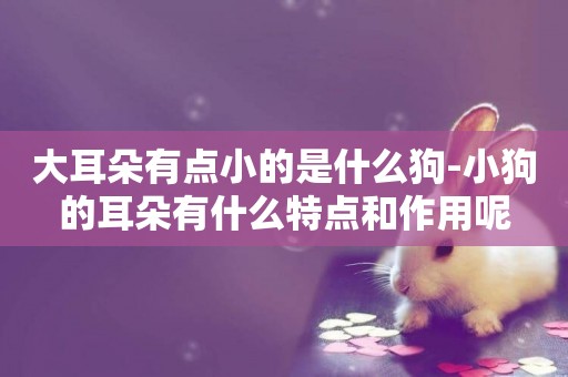 大耳朵有點小的是什么狗-小狗的耳朵有什么特點和作用呢