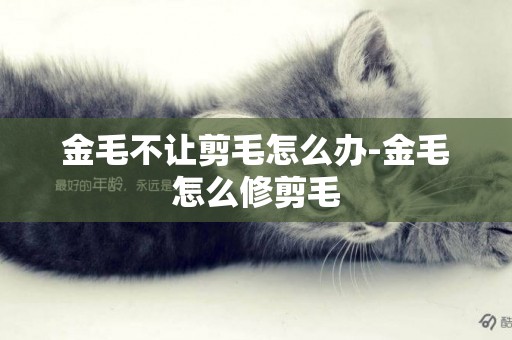 金毛不讓剪毛怎么辦-金毛怎么修剪毛