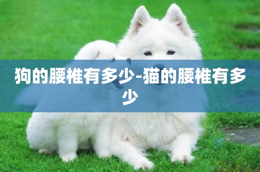 狗的腰椎有多少-貓的腰椎有多少