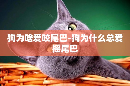狗為啥愛咬尾巴-狗為什么總愛搖尾巴