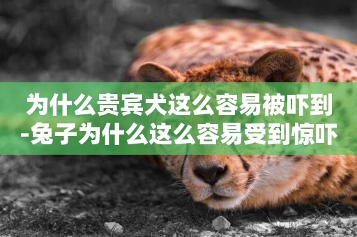 為什么貴賓犬這么容易被嚇到-兔子為什么這么容易受到驚嚇