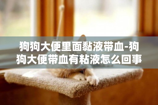 狗狗大便里面黏液帶血-狗狗大便帶血有粘液怎么回事