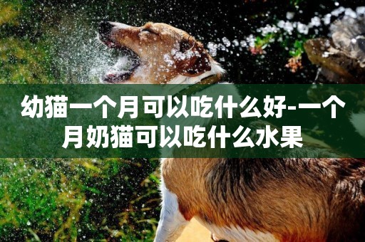 幼貓一個月可以吃什么好-一個月奶貓可以吃什么水果