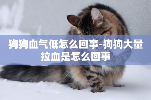 狗狗血氣低怎么回事-狗狗大量拉血是怎么回事