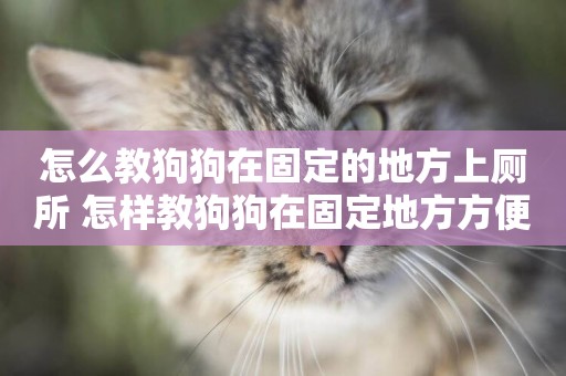 怎么教狗狗在固定的地方上廁所 怎樣教狗狗在固定地方方便