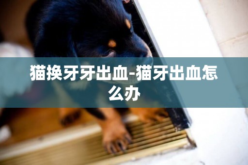 貓換牙牙出血-貓牙出血怎么辦
