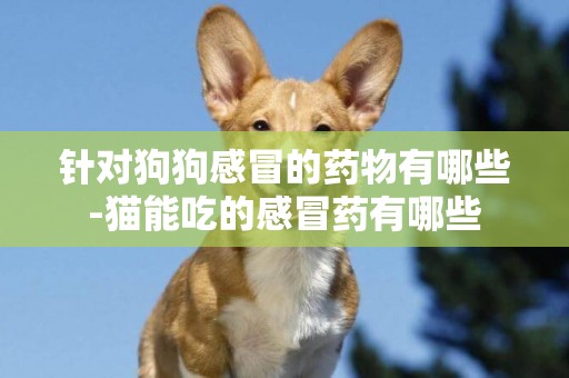 針對狗狗感冒的藥物有哪些-貓能吃的感冒藥有哪些