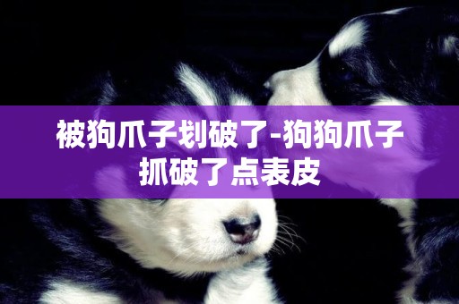 被狗爪子劃破了-狗狗爪子抓破了點表皮