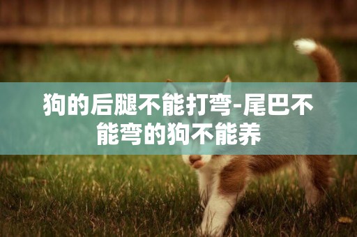 狗的后腿不能打彎-尾巴不能彎的狗不能養