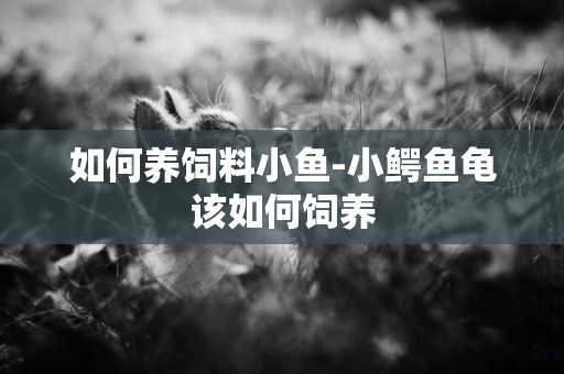 如何養飼料小魚-小鱷魚龜該如何飼養