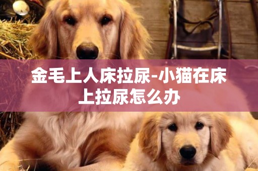 金毛上人床拉尿-小貓在床上拉尿怎么辦