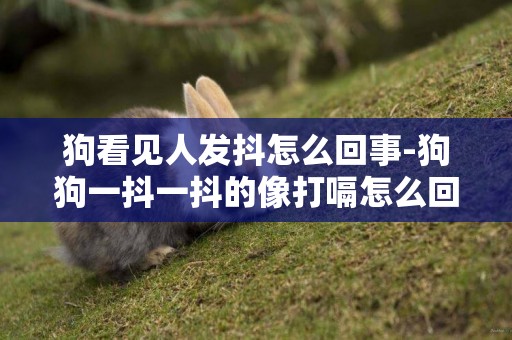狗看見人發抖怎么回事-狗狗一抖一抖的像打嗝怎么回事