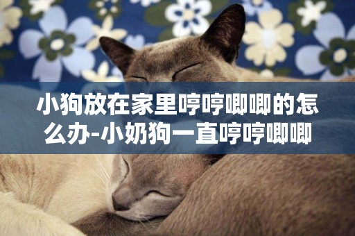 小狗放在家里哼哼唧唧的怎么辦-小奶狗一直哼哼唧唧的怎么回事
