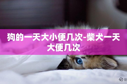 狗的一天大小便幾次-柴犬一天大便幾次