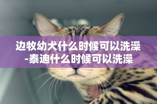 邊牧幼犬什么時候可以洗澡-泰迪什么時候可以洗澡