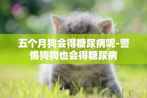 五個月狗會得糖尿病呢-警惕狗狗也會得糖尿病