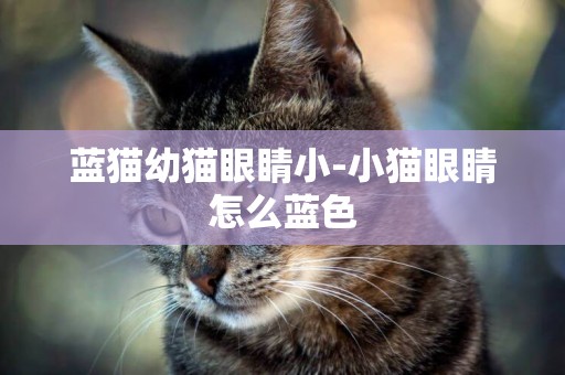 藍貓幼貓眼睛小-小貓眼睛怎么藍色