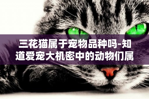 三花貓屬于寵物品種嗎-知道愛寵大機密中的動物們屬于什么品種嗎