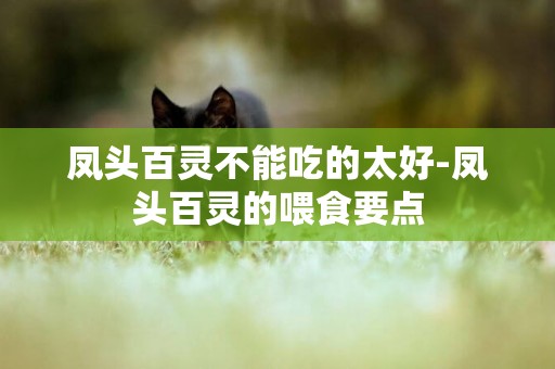 鳳頭百靈不能吃的太好-鳳頭百靈的喂食要點